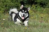 ALASKAN MALAMUTE 369